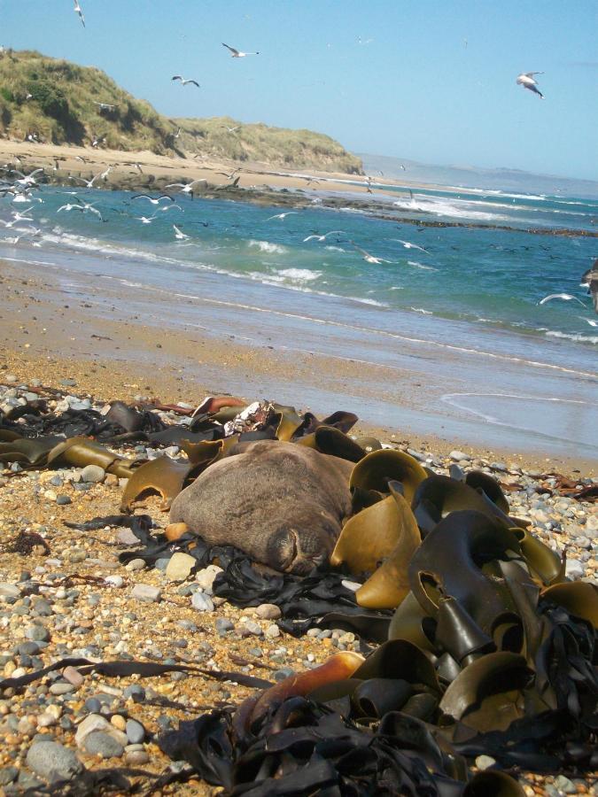 Catlins Retreat B & B โอวากะ ภายนอก รูปภาพ
